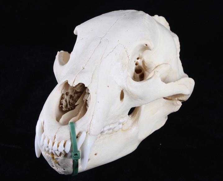 Montana Black Bear Skull: Featured in this lot is this Montana black bear taxidermy skull. The skull has been professionally prepared by a taxidermist and has been beetled cleaned. The bear was taken in Montana. The piece show