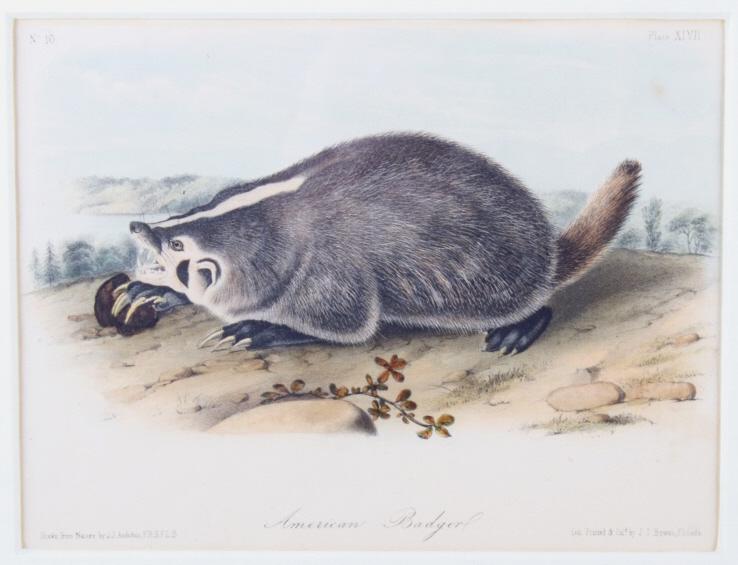 JJ Audubon Hand Colored American Badger P. XLVII: This is an original John James Audubon American Badger Plate XLVII hand colored lithography, first edition. The piece is marked bottom left “Drawn from Nature by J.J. Audubon, F.R.S.F.L.S.”