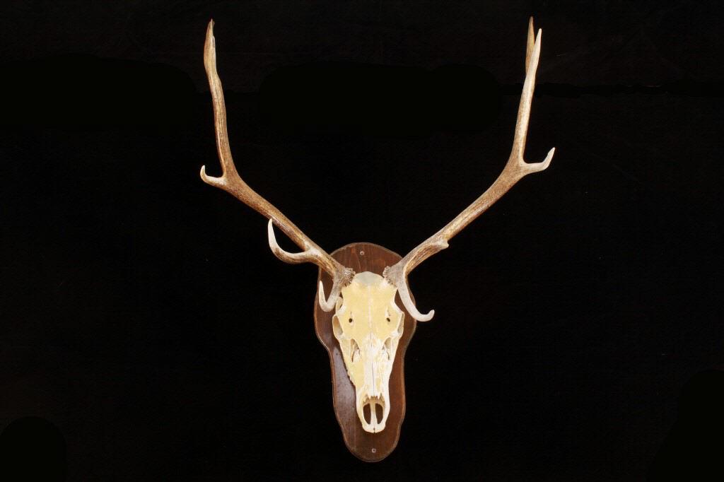 Montana American Elk Taxidermy Skull Mount: Featured in this lot is this Montana American Elk taxidermy skull mount. The skull mount shows a wonderfully and professionally treated taxidermy skull mount that is mounted on a a hardwood shield. Th