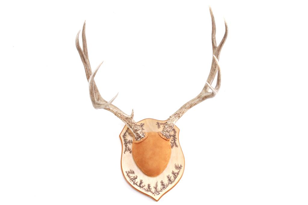 Montana Mule Deer Professional European Mount (1 of 14)