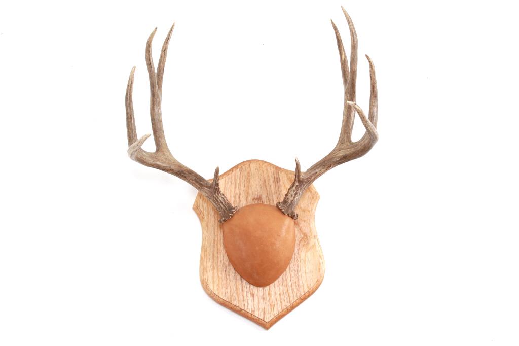 Montana Mule Deer Professional European Mount (1 of 12)
