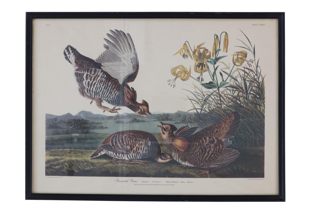 J. J. Audubon Framed Print "Pinnated Grous" (1 of 15)