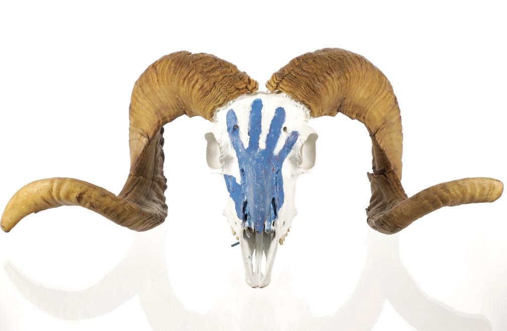 Montana Crow Painted Dall Sheep Taxidermy Skull (1 of 18)