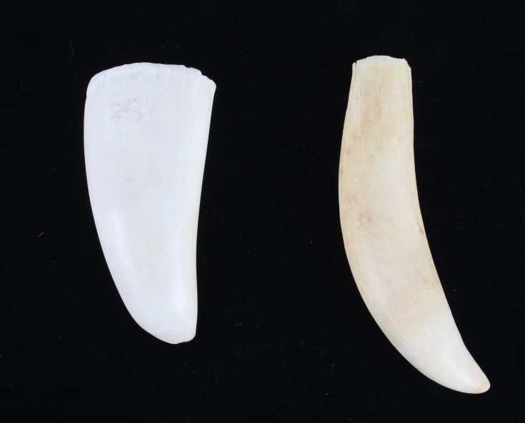 19th Century Sperm Whale Teeth Collectable Set: This lot consists of two antique sperm whale teeth. These teeth most likely date to the late 19th to early 20th century and came out of an old collection housed in Arizona. The larger tooth measures a