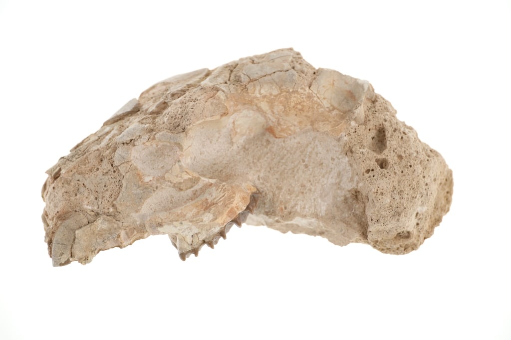 Oreodont Skull White River Badlands, South Dakota: For your consideration is an Oreodont Merycoidodon Gracilis Fossilized Partial Skull. The fossilized skull (lower jaw section missing) comes from the Brule Formation, a subunit of the White River Badl