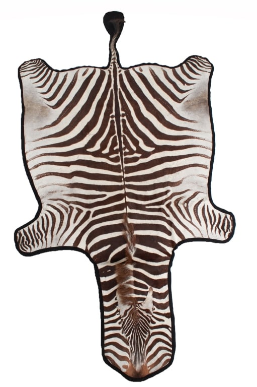 Taxidermy Trophy Zebra Hide Pelt Rug (1 of 12)