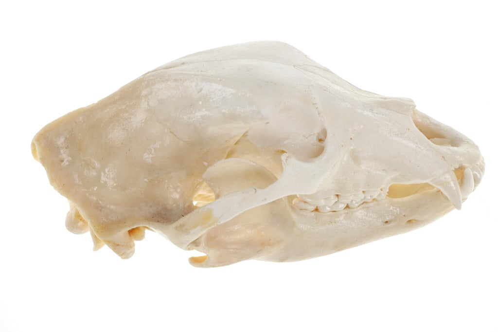 Montana Black Bear Professional Taxidermy Skull: Featured in this lot is a Montana black bear professional taxidermy skull. The skull features a wonderfully and professionally crafted professional taxidermy that shows bleaching to the skull and is c