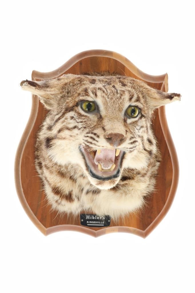 Montana Bobcat Taxidermy Head Shoulder Mount (1 of 12)