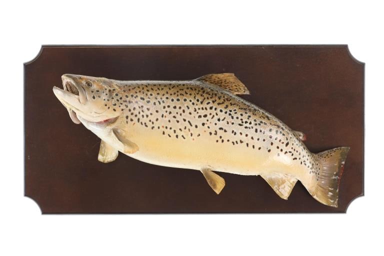 Montana Brown Trout Professional Taxidermy Mount (1 of 12)