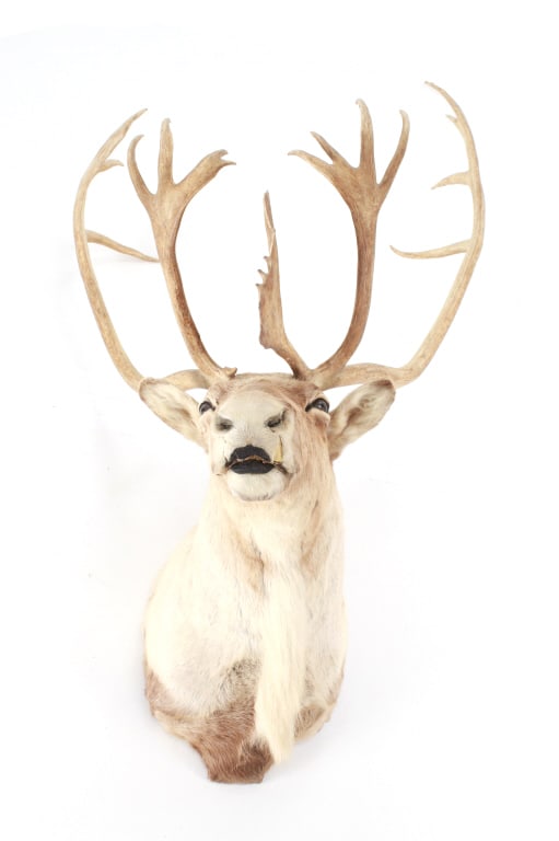 Large Caribou Taxidermy Shoulder Mount (1 of 11)