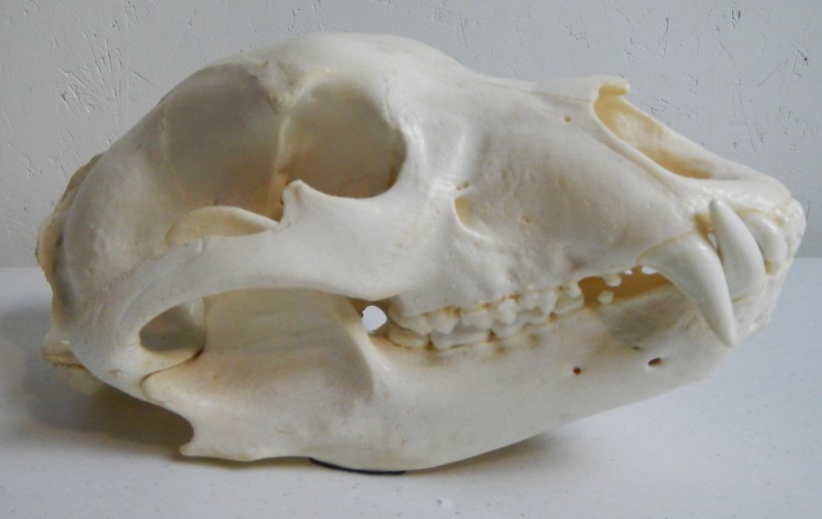 Bear Skull: Bear Skull
