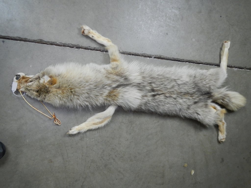 Coyote Skin: Coyote Tube Hide