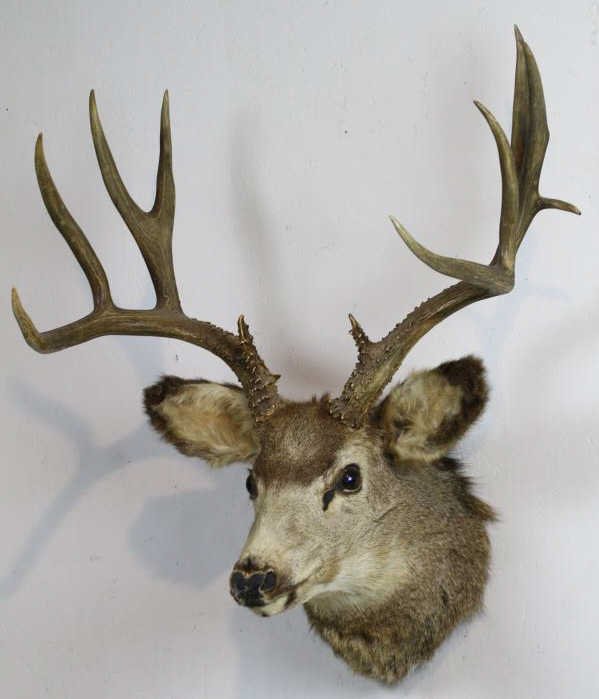 Non-typical Mule Deer Mount: Large Rack.
