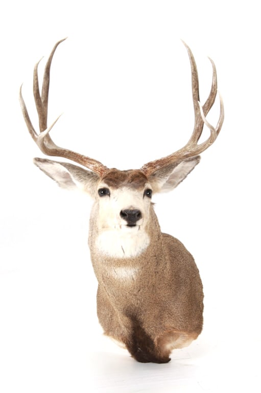 Montana 4x4 Mule Deer Taxidermy Shoulder Mount: Featured in this lot is a 4x4 Montana Mule Deer Taxidermy Shoulder Mount. The deer shows a large set of 4x4 antlers with excellent show of color on the rack and a pristine color gradient. This deer sh