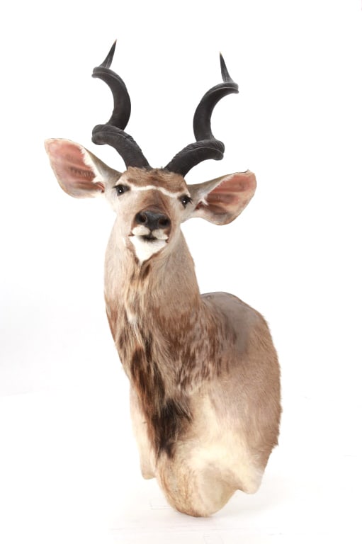 Greater African Kudu Taxidermy Shoulder Mount: Featured in this lot is this Greater African Kudu taxidermy shoulder mount. The mount features a wonderfully and professionally crafted construction that shows a regal pose with the slight side profil
