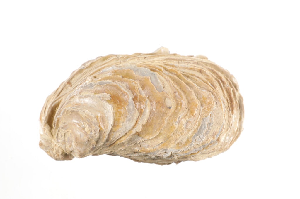 Fossilized Titan Oyster, Central California: Presented in this lot is Fossilized Titan Oyster from Central California. Oyster fossils in Central California range in age from the Miocene epoch to the Pliocene epoch, which is roughly 16?4.5 millio