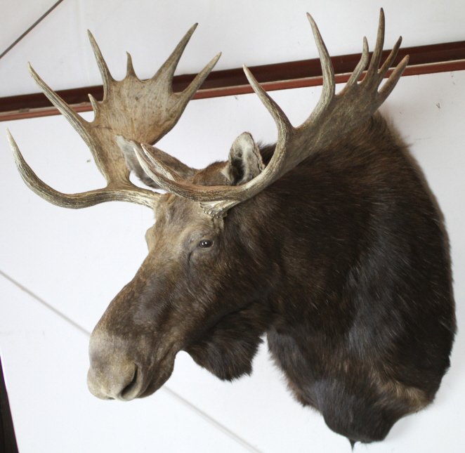 Moose Shoulder Mount: This is in great condition.