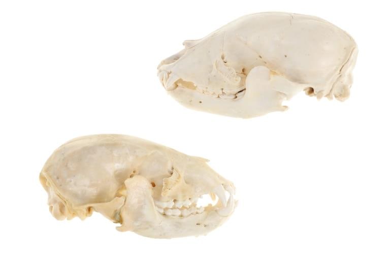 Montana Black Bear Professional Taxidermy Skulls: Featured in this lot are these Montana Black Bear Professional Taxidermy Skulls (2). The skulls feature a wonderfully and professionally crafted professional taxidermy that shows bleaching to the skul
