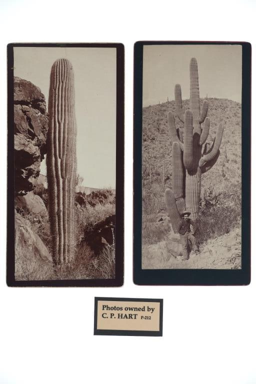 1880- Saguaro Cacti Arizona Territory Photos (2): The lot features two original Charles P. Hart Arizona Territory, Corona Cabinet Cards of Saguaro / Sahuaro Cacti, circa 1880-1890's. Provenance: Tombstone Western Heritage Museum, Tombstone, Arizona. 