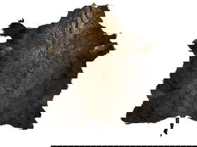 Montana Crow Buffalo Hide Wearing Robe Rug: This is a beautiful Great American Bison Buffalo Robe from taken by a Crow Apsaalooke on the Crow Reservation in Montana for use as a wearing robe. The buffalo robe also makes a fantastic rug, bed cov