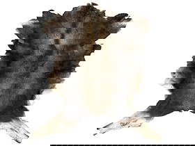 Montana Professional Taxidermy Tanned Moose Hide: Featured in this lot is this Montana professional taxidermy tanned moose hide. The hide shows rich, dark brown and speckled grey along the prominent ridge of the back, while the fur turns light khaki