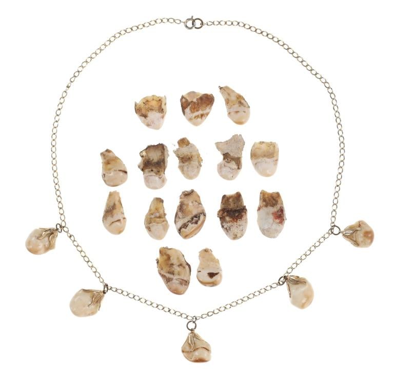 Elk Ivory or Teeth Necklace and Trade Teeth: Featured in this lot is this collection of elk ivory or i.v.o.r.y or teeth necklace and trade teeth. The collection features a wonderfully and professionally crafted elk ivory and brass construction t