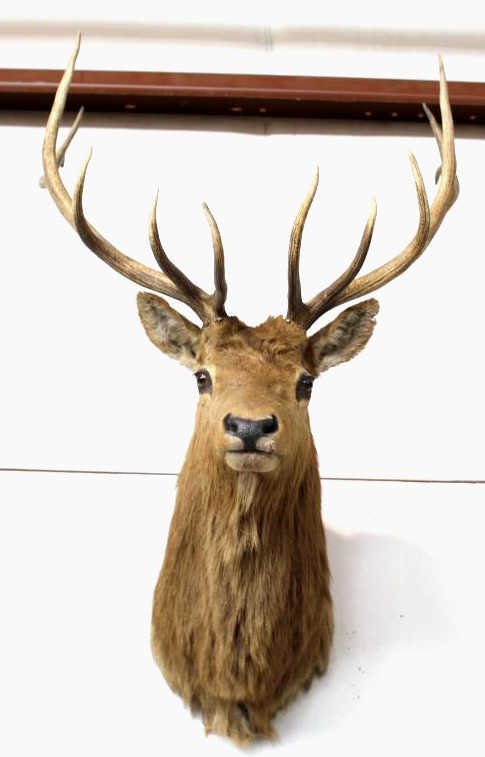 Bull Elk Shoulder Mount 6x6: This is a beautiful Montanan shot 6x6 Bull Elk mount. This is in good condition and the horns have a great brown coloring. No visible loss to fur.