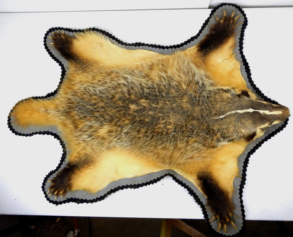Badger Rug: This is a double felted badger rug with the mounted head and has all four paws. This is an older rug and shows one rip, but overall a great decor piece an would look great on any wall. The claws are a