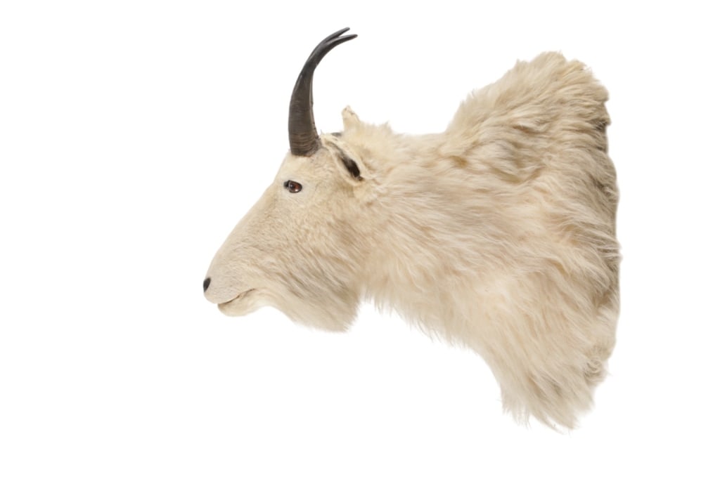 Montana Rocky Mountain Goat Shoulder Mount (1 of 9)