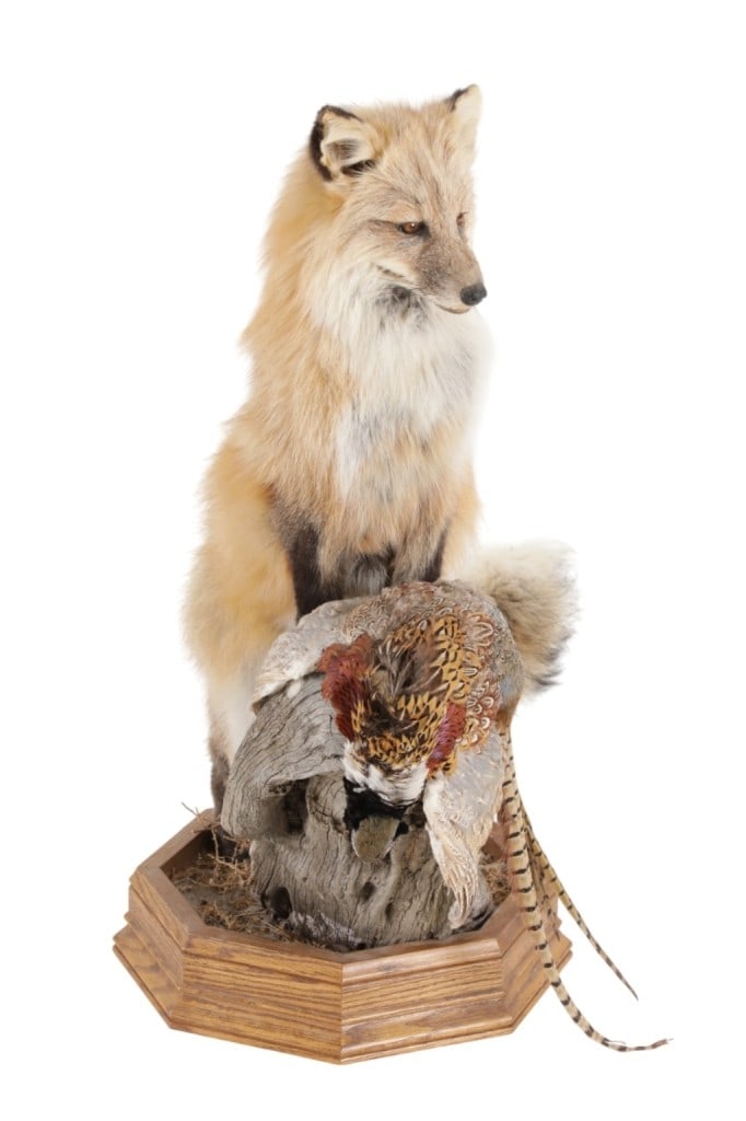 Montana Full Body Fox and Pheasant Mount: Featured in this lot is a Montana full body fox and pheasant mount. The mount was prepared by a professional taxidermist. The fox is shown standing on a log with the pheasant at its feet. The base of