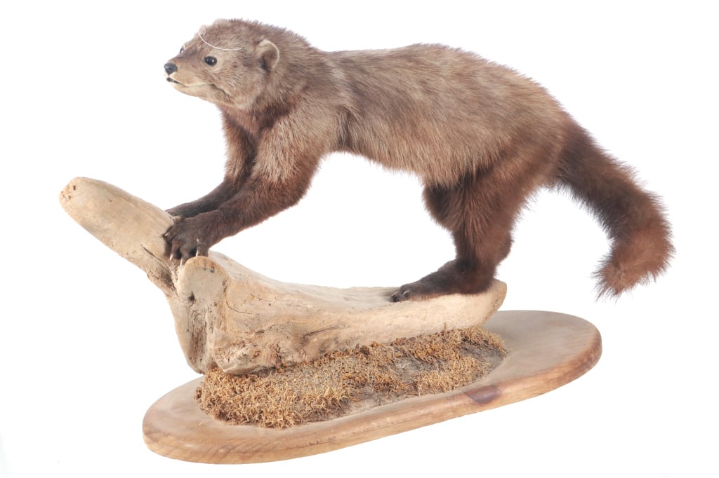 Montana Fisher Full Body Taxidermy Mount: Featured in this lot is a Montana Fisher full body taxidermy mount. The fisher is a carnivorous animal that inhabits woodland areas. This mount has been prepared by a professional taxidermist and incl