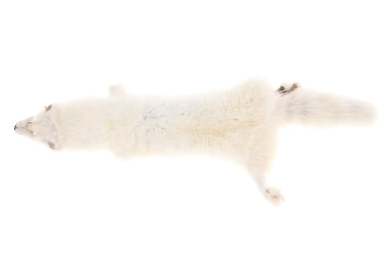 Snow White Arctic Fox Professional Taxidermy Hide: Featured in this lot is this Snow White Arctic Fox professional taxidermy hide. The hide features a wonderfully and professional taxidermy that shows a snow white coloration to the fur and shows the b