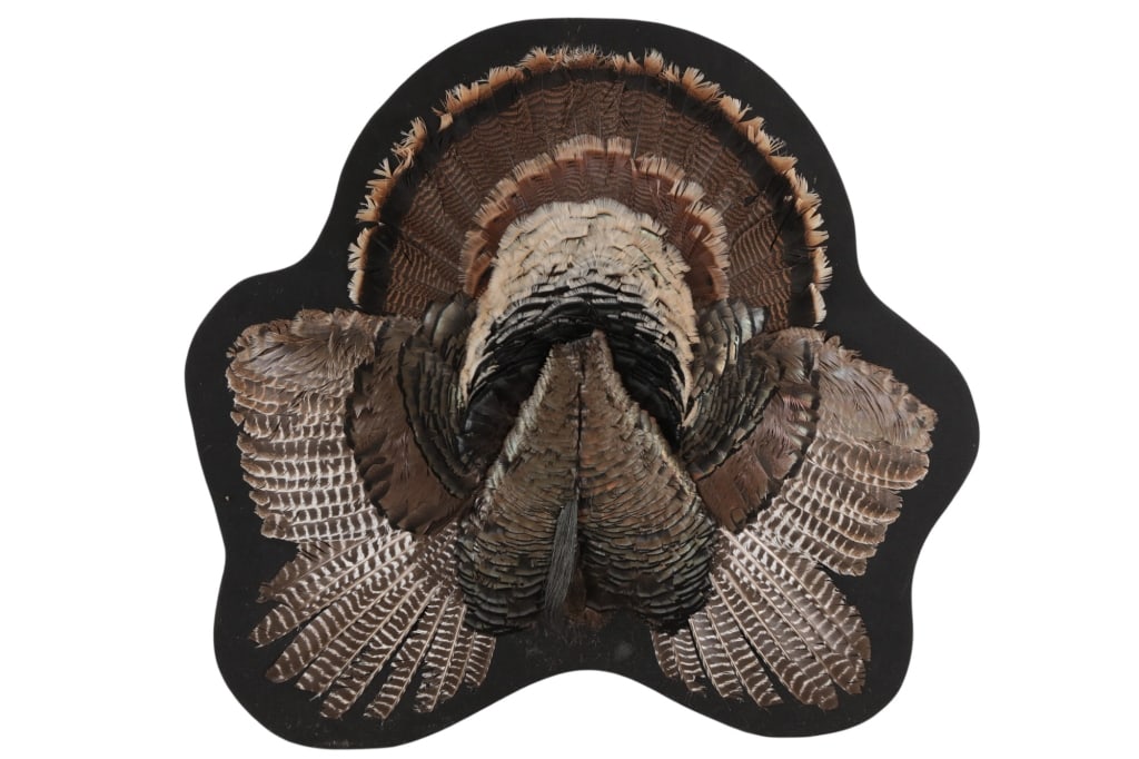 20th C. Tom Turkey Splayed Taxidermy Display (1 of 10)