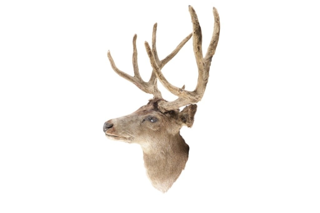 Montana Velvet 4x3 Mule Deer Shoulder Mount (1 of 8)