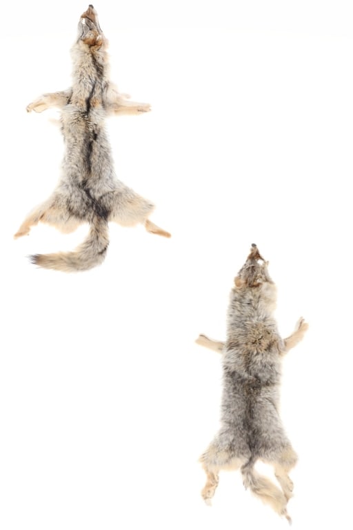 Montana Tanned Coyote Hide Taxidermy Pair: Featured in this lot is this pair of Montana tanned coyote hides. There are two hides in this collection . Both hides feature a wonderfully and professional taxidermy with a well cured hide underside