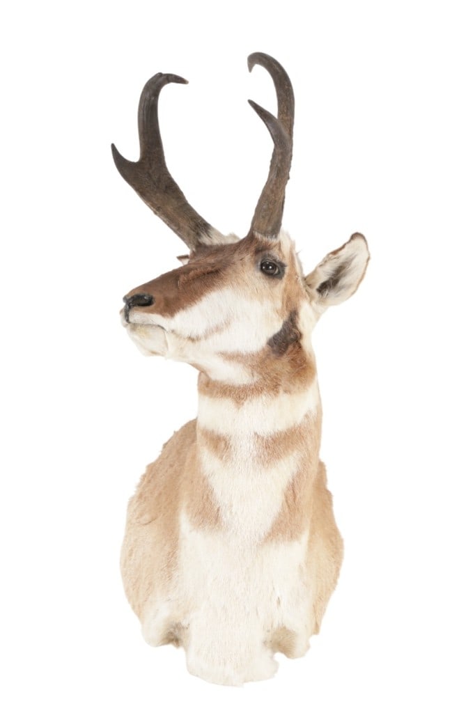 Trophy Montana Pronghorn Antelope Shoulder Mount (1 of 9)