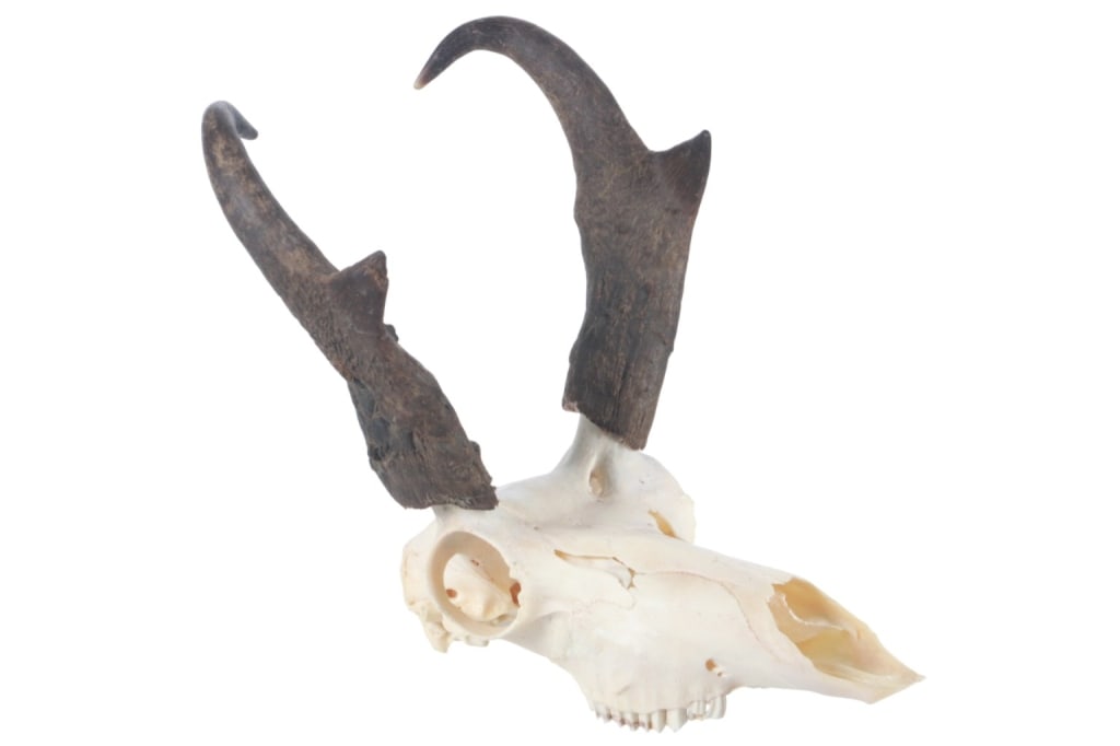 Montana Pronghorn Taxidermy Euro-Mount Skull (1 of 10)