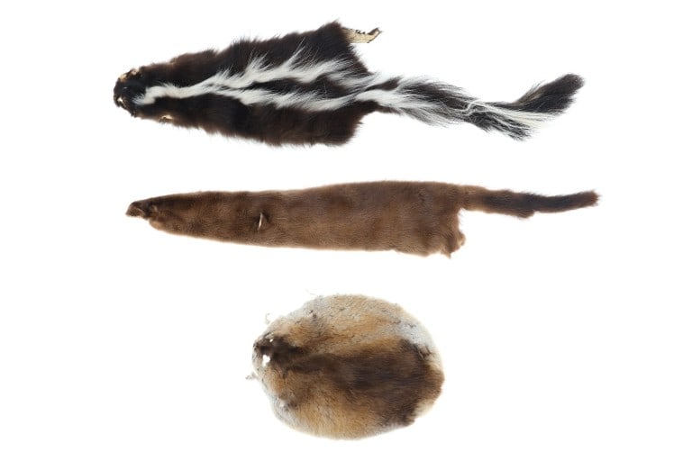 Montana River Otter, Muskrat, & Skunk Hides (1 of 15)