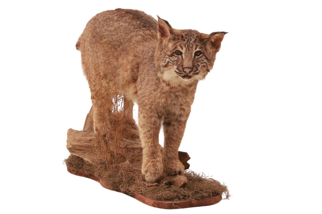 Montana Bobcat Trophy Full Body Taxidermy Mount: Featured in this lot is a Montana bobcat trophy full body taxidermy mount. The mount features a wonderfully and professionally crafted taxidermy construction that shows a full body mount of a Montana