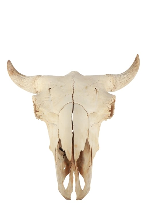 LARGE Petrified Bison Occidentalis Skull (1 of 8)