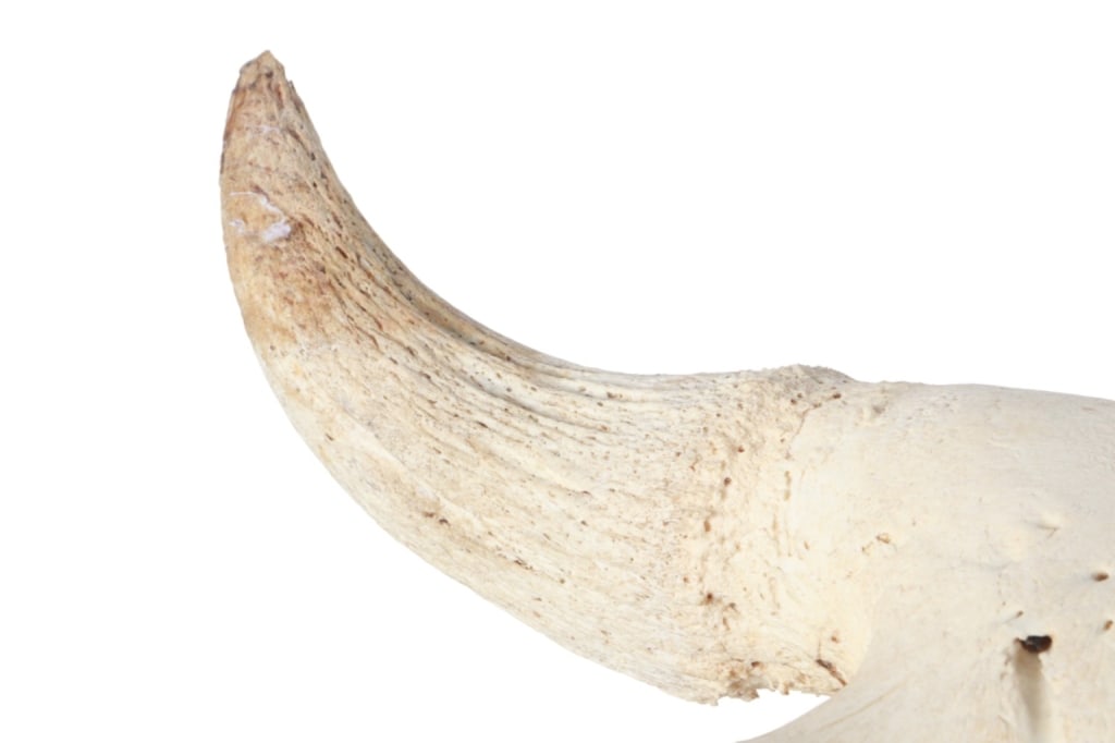 LARGE Petrified Bison Occidentalis Skull - 2