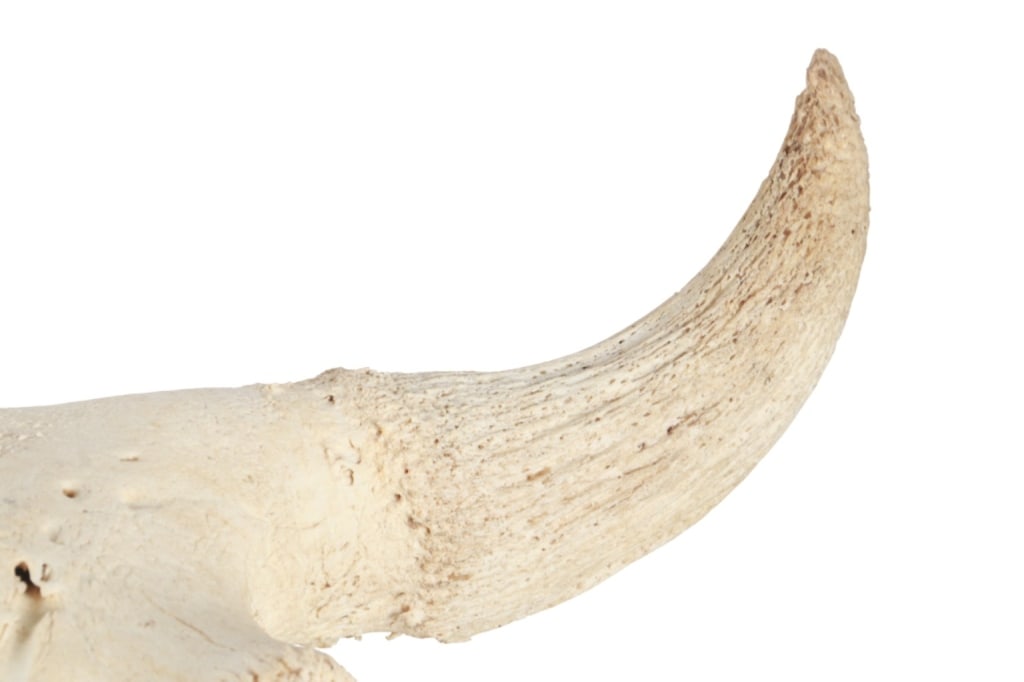 LARGE Petrified Bison Occidentalis Skull - 3