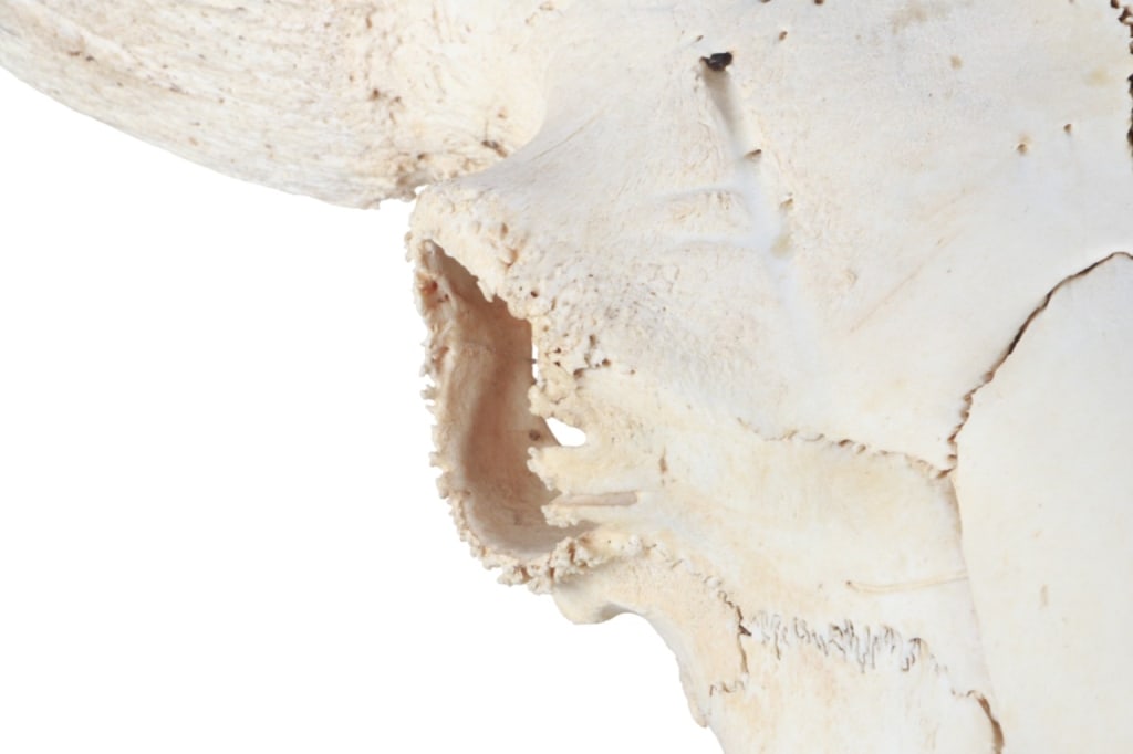 LARGE Petrified Bison Occidentalis Skull - 4