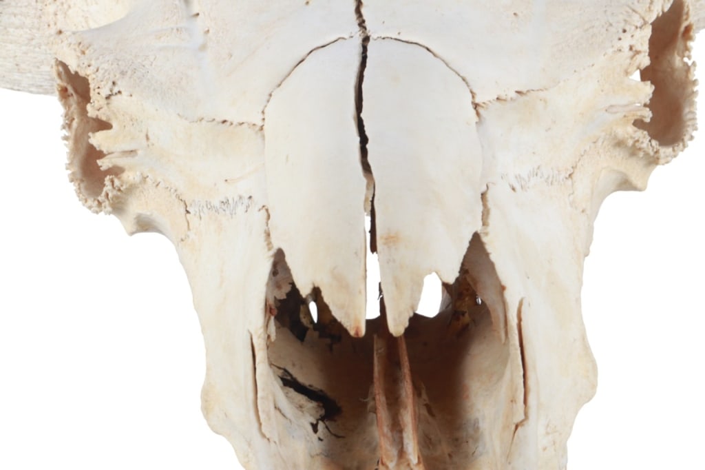 LARGE Petrified Bison Occidentalis Skull - 6