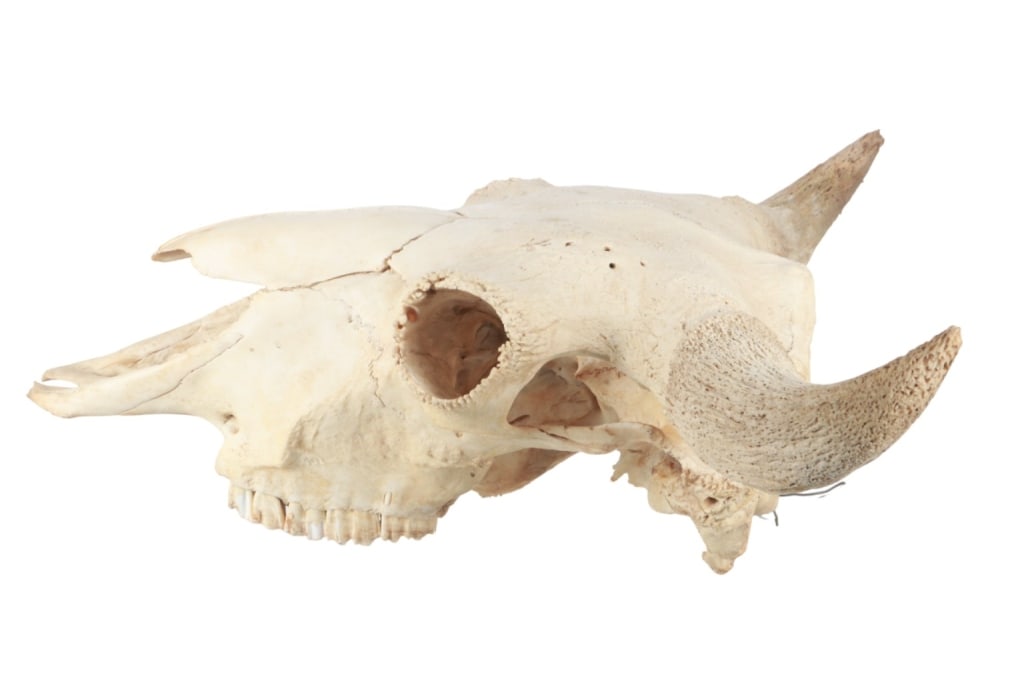 LARGE Petrified Bison Occidentalis Skull - 7