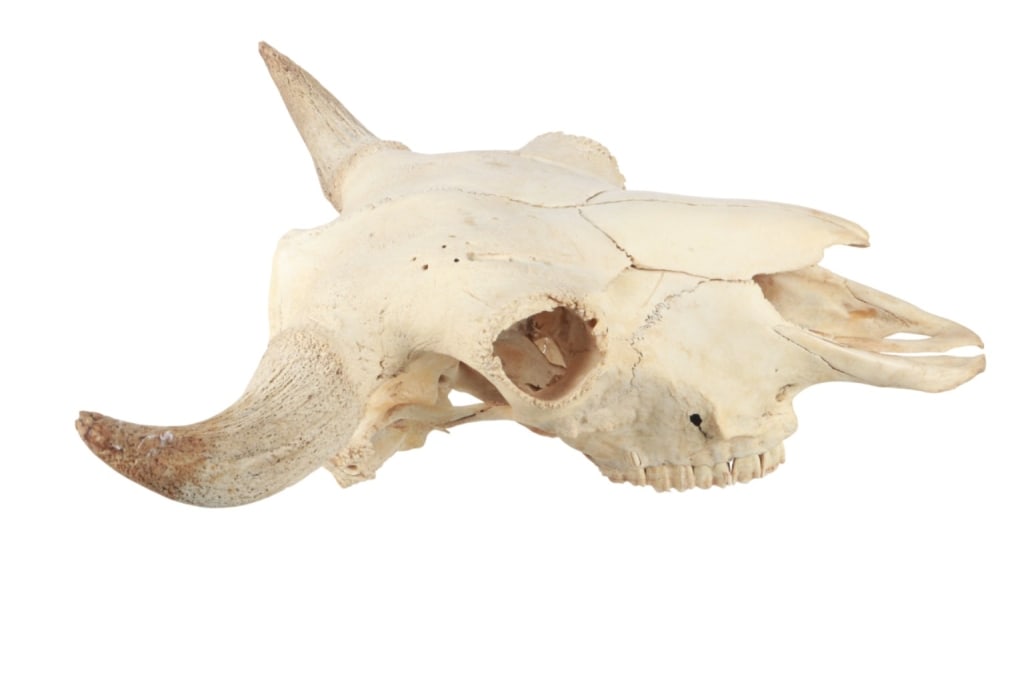 LARGE Petrified Bison Occidentalis Skull - 8