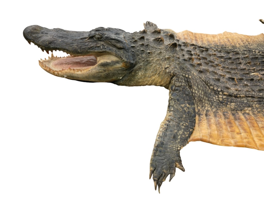 Trophy Florida Alligator Full Mount Head & Hide - 10
