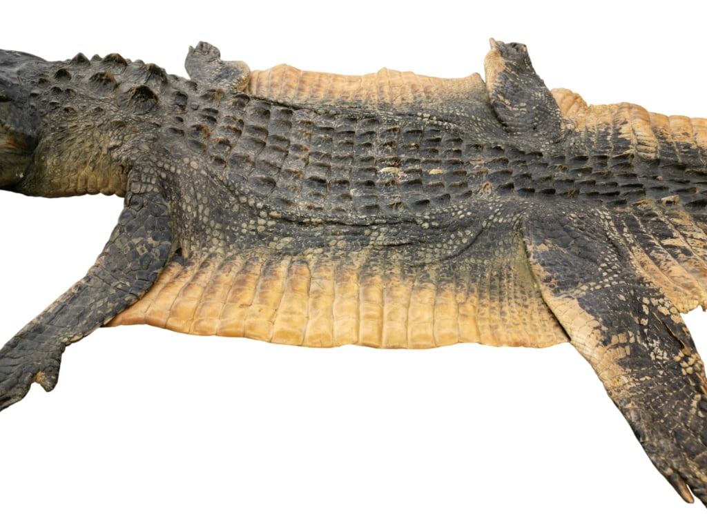 Trophy Florida Alligator Full Mount Head & Hide - 11