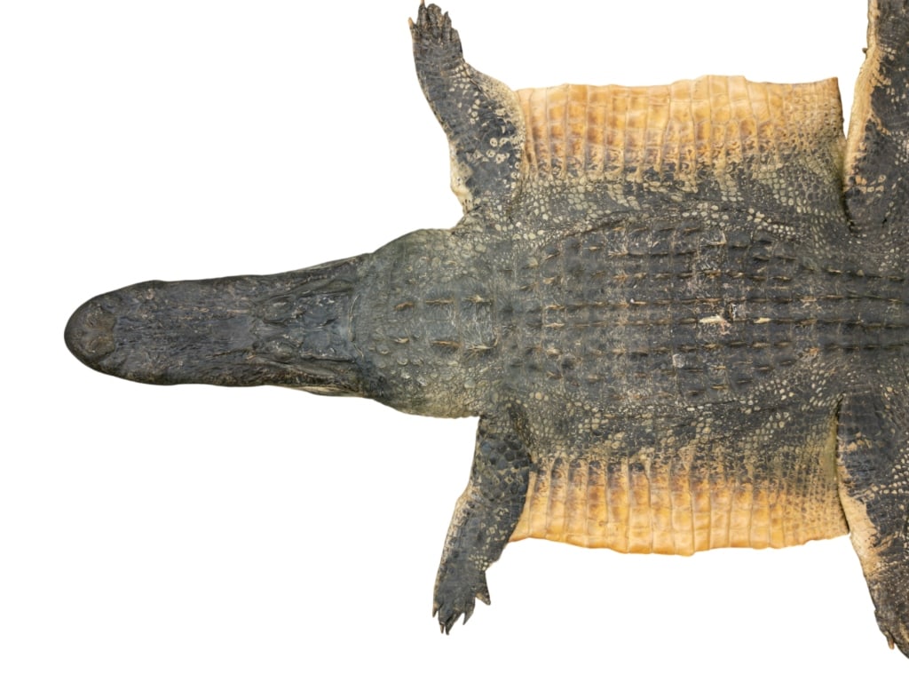 Trophy Florida Alligator Full Mount Head & Hide - 12