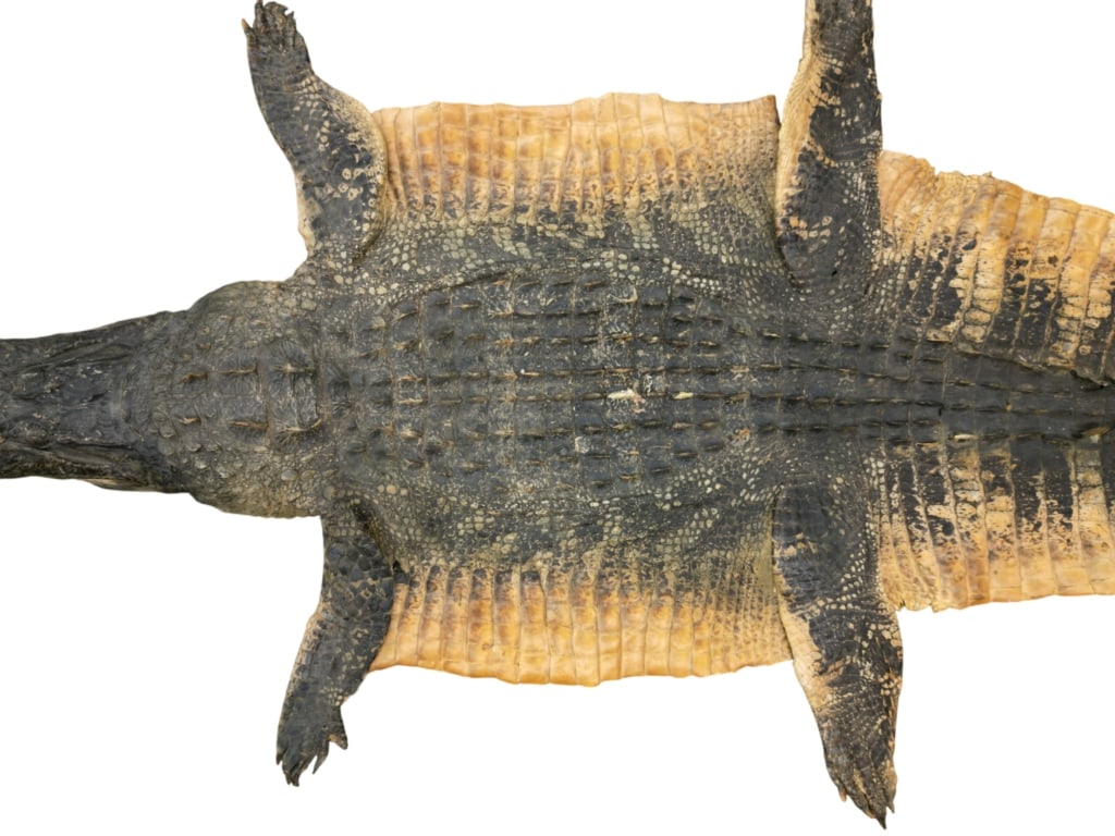 Trophy Florida Alligator Full Mount Head & Hide - 13